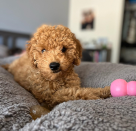 Mini Goldendoodle Puppies For Sale - Seaside Pups